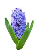 Obraz premium Isolated blue large hyacinth close-up. Early spring bulbous plant on a white background.