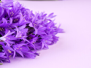 Bluebell flowers on a purple background. Copy space.