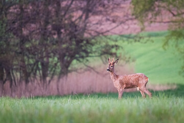  Young wild roe deer in grass, Capreolus capreolus. New born roe deer, wild spring nature.