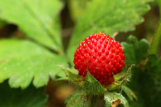 Close-up shot of a red mock strawberry ripening in the garden