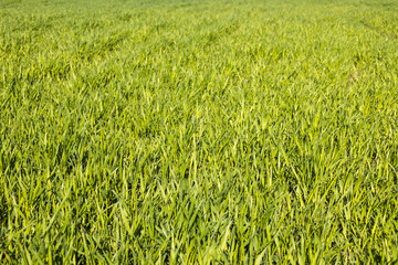 Green lawn freshly grass texture background