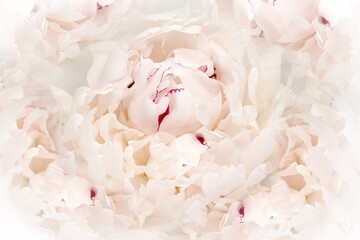 Flower  light pink peony.  Floral  background. Close-up. Nature.