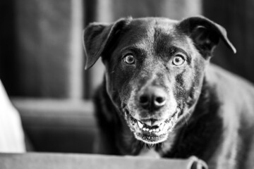 Grayscale shot of a labrador retriever dog