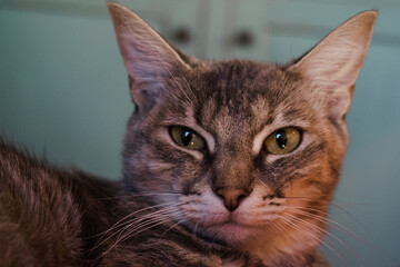 close up portrait of a cat