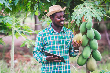 African farmer using tablet for  research a papaya in organic farm.Agriculture or cultivation...