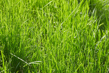 Green grass texture background Top view of bright grass garden Idea concept used for making green backdrop, lawn for training football pitch, Grass Golf Courses green lawn pattern textured background.