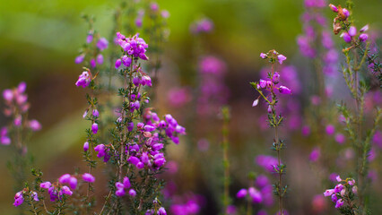 Macro de bruyères et de petites fleurs sauvages, dans une forêt de pins