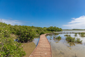 Pontoon in the mangrove of salines beach, Sainte-Anne, Martinique, FWI