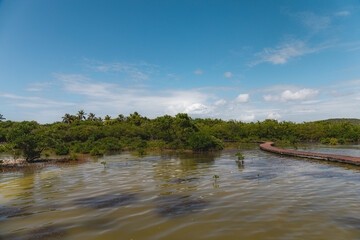 Pontoon in the mangrove of salines beach, Sainte-Anne, Martinique, FWI