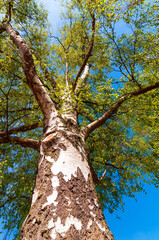 Fototapeta premium Birch in spring. Looking up into the treetops and the blue sky