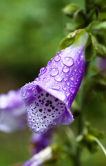 Vertical closeup of Digitalis purpurea, the foxglove or common foxglove. © Nick Escobar/Wirestock Creators