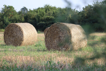 Round-shaped hay bales in a field in front of green trees and bushes