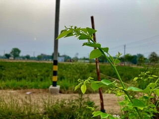 Obraz premium green leaves in ground