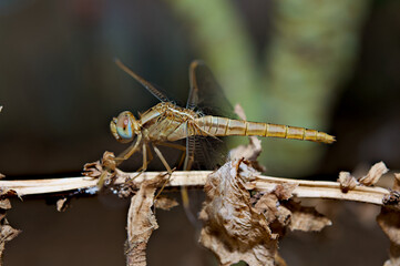 Selective focus shot of a vagrant darter standing on the branch of the tree
