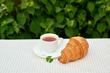 Two cup black tea with camomile and fresh croissants on the table against white background. Flat lay, spring breakfast conceptual composition