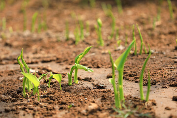 White hairpin shoots out of the ground in the park, North China