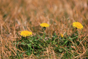 Beautiful dandelion flowers in the park, North China