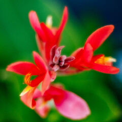 Closeup of a beautiful canna lily flower in a garden - obrazy, fototapety, plakaty