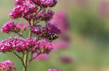 Selective focus shot of a bee on red valerian (Centranthus ruber) flowers in a field