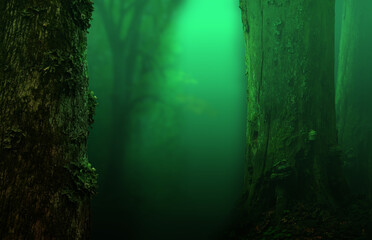 Atmospheric forest landscape with mysterious light in the dark. Transparent green background with underwater effect. Old mossy lichen trees