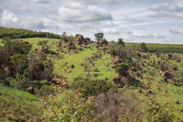 Green dense forest against a cloudy sky