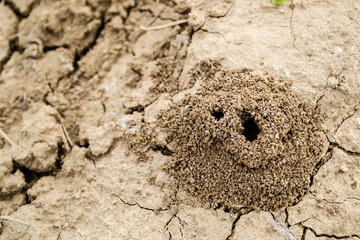 Close-up image of anthill in soil. Picture of an anthill built in the ground in close-up.