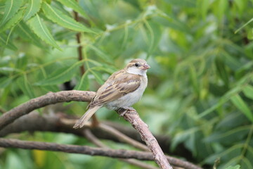 cute little house sparrow on a green neem tree branch