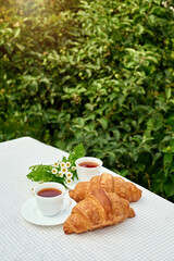 Two cup black tea with camomile and fresh croissants on the table against white background. Flat lay, spring breakfast conceptual composition