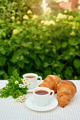 Two cup black tea with camomile and fresh croissants on the table against white background. Flat lay, spring breakfast conceptual composition