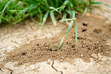 Close-up image of anthill in soil. Picture of an anthill built in the ground in close-up.