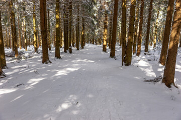 Naklejka premium Winter hiking trail in the Thuringian Forest