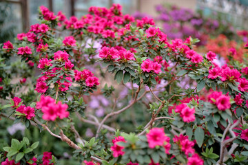 Beautiful blossom of azaleas flowers.
