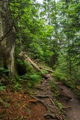 Obraz premium Beautiful nature hiking path through Ban Forest in the Black Forest, Germany