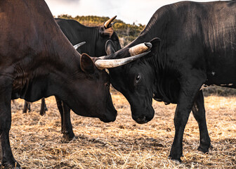 Closeup of two bulls with big horns fighting on a field of dry grass