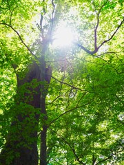 新緑の森の日差し