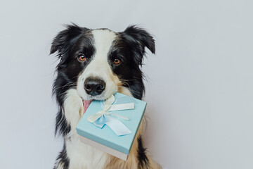 Puppy dog border collie holding blue gift box in mouth isolated on white background. Christmas New...