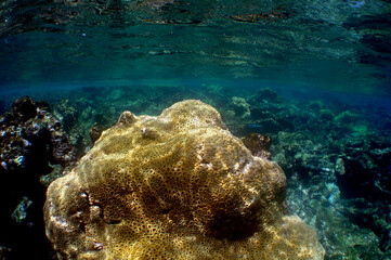 BEAUTIFUL PRESERVED CORAL REEFS IN THE CARIBBEAN SEA