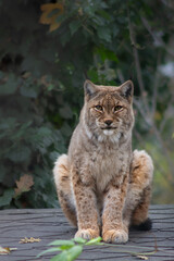 Selective focus shot of a brown lynx sitting on the roof of the house