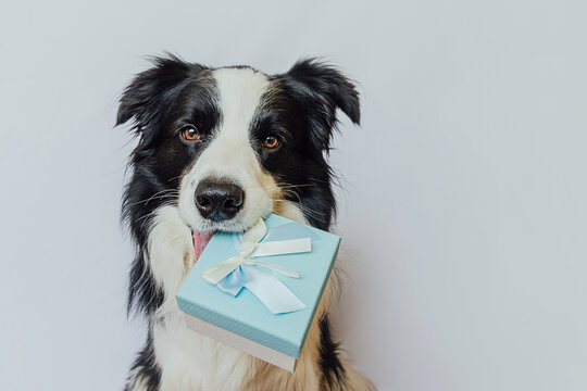 Puppy dog border collie holding blue gift box in mouth isolated on white background. Christmas New Year Birthday Valentine celebration present concept. Pet dog on holiday day gives gift. I'm sorry.