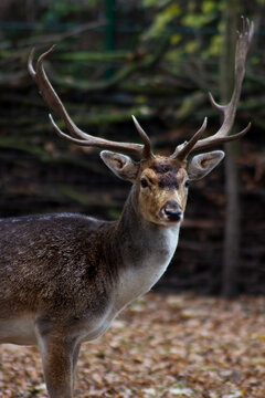Selective focus shot of a Thorold's deer standing in the forest in autumn