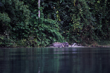 Wild asian elephant bathing in Cheow Lan Lake at Khao Sok National Park, Surat Thani Province, Thailand.
