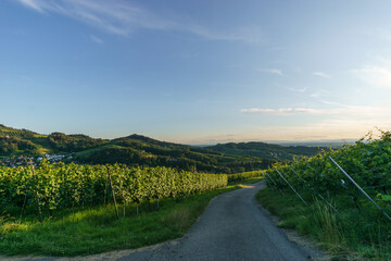 Fototapeta na wymiar Golden sunset over beautiful landscape with the wine fields of the Black Forest, Sasbachwalden, Germany