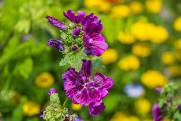 Close up of purple wild mallow flowers against a blurred yellow background