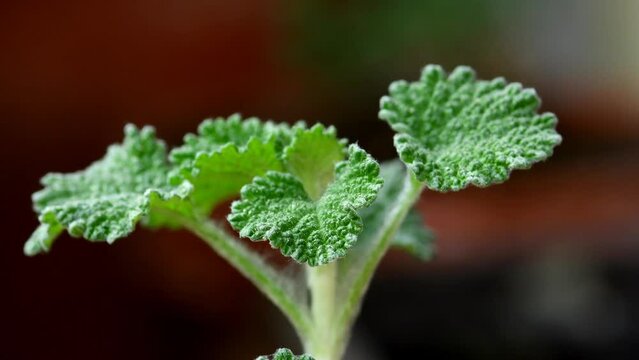  Horehound, medicinal plant with leaves in spring
