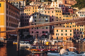 Fototapeta na wymiar CAMOGLI, ITALY-JULY 2021: The colorful fishermens village on the coastline of Liguria