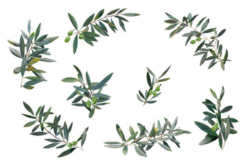 手描き水彩風 オリーブの枝