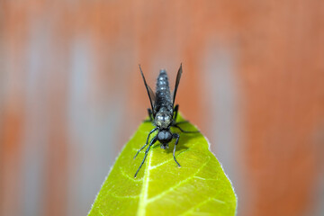 Wild insects outdoors, close-up photos, North China