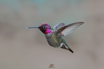 Closeup shot of a cute Trochilinae bird © Neo Ng/Wirestock Creators