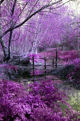 A Mystical Pathway through a Meadow and Woodland