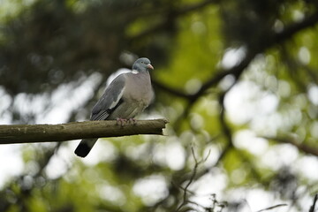 Common Wood Pigeon (Columba palumbus) Columbidae family. Hanover, Germany.